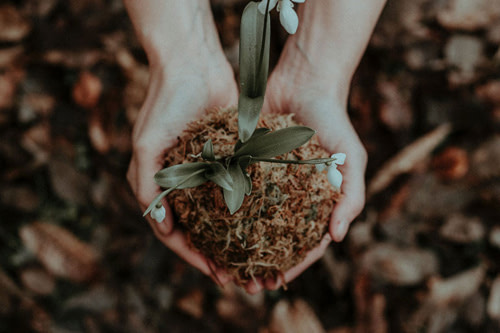 two hands holding a nursery plant in soil